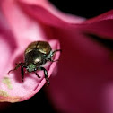 bug