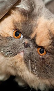 How to mod Persian Cats Wallpapers 1.0 apk for android