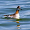 Red-necked Phalarope