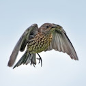 Juvenile Western Bluebird