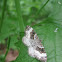 White-Banded Toothed Carpet
