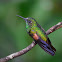 Colibrí Colirrayado - Stripe-tailed Hummingbird