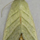 Subflexus Straw Moth
