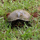 Florida cooter