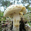 Amanita ananiceps