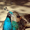 Indian Peafowl
