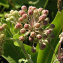 Common Milkweed