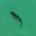 Cuttlefish