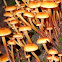 Golden Trumpet