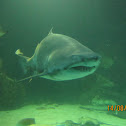 Bull shark 