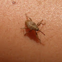 Weevil / Rüsselkäfer