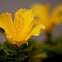 Yellow hibiscus
