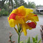 Canna lily