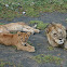 lion