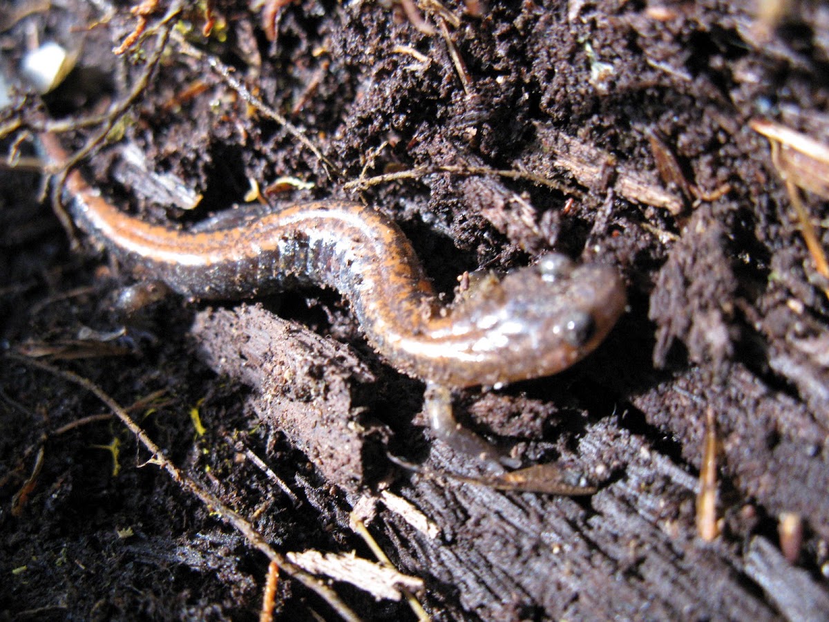 Gold Striped Salamander