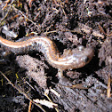 Gold Striped Salamander