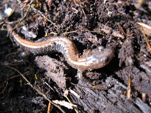 Spotting Image 1