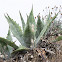 Agave
