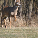White tail deer
