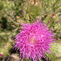 Field Thistle