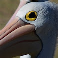 Australian Pelican 