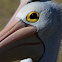 Australian Pelican