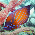 Blue Ring Angelfish