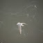 Black-headed Gull (Winter)