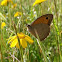 Meadow Brown