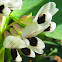 Fava Bean Blossoms