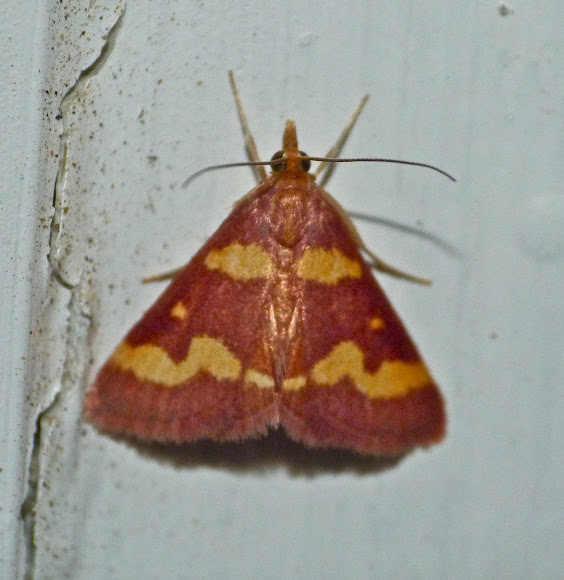 Spotting Image 1