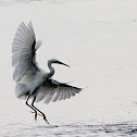 Snowy Egret