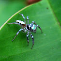 Jumping spider