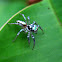 Jumping spider