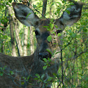White-tailed Deer