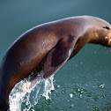 Brown fur seal