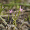Centaury, Kleines Tausendguldenkraut