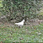 dove