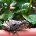 Cope's Gray Tree Frog