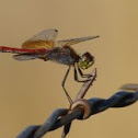 Dragonfly