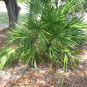 dwarf palmeto