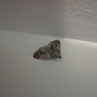 Meal Moth