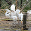 Great White Egret
