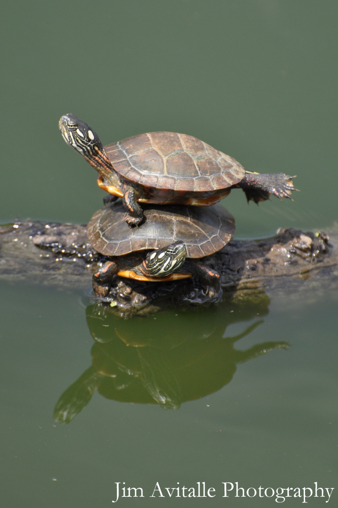 Painted Turtles