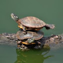 Painted Turtles