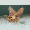 Grass Eggar