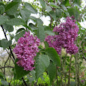 Lilac
