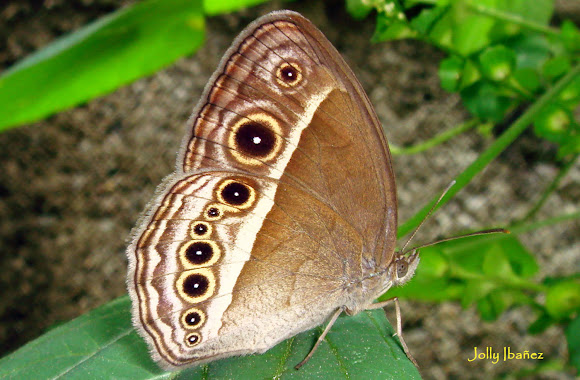 Spotting Image 1