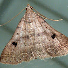 Bent-winged Owlet Moth