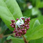 Thomisus Crab Spider